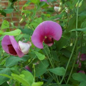 Lathyrus grandiflorus