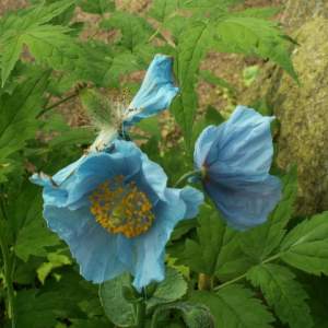 Meconopsis betonicifolia