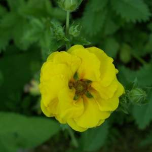 Potentilla ` Yellow Queen `
