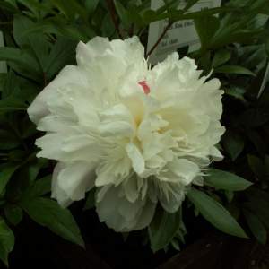 Paeonia lact. ` Duchesse de Nemoures `